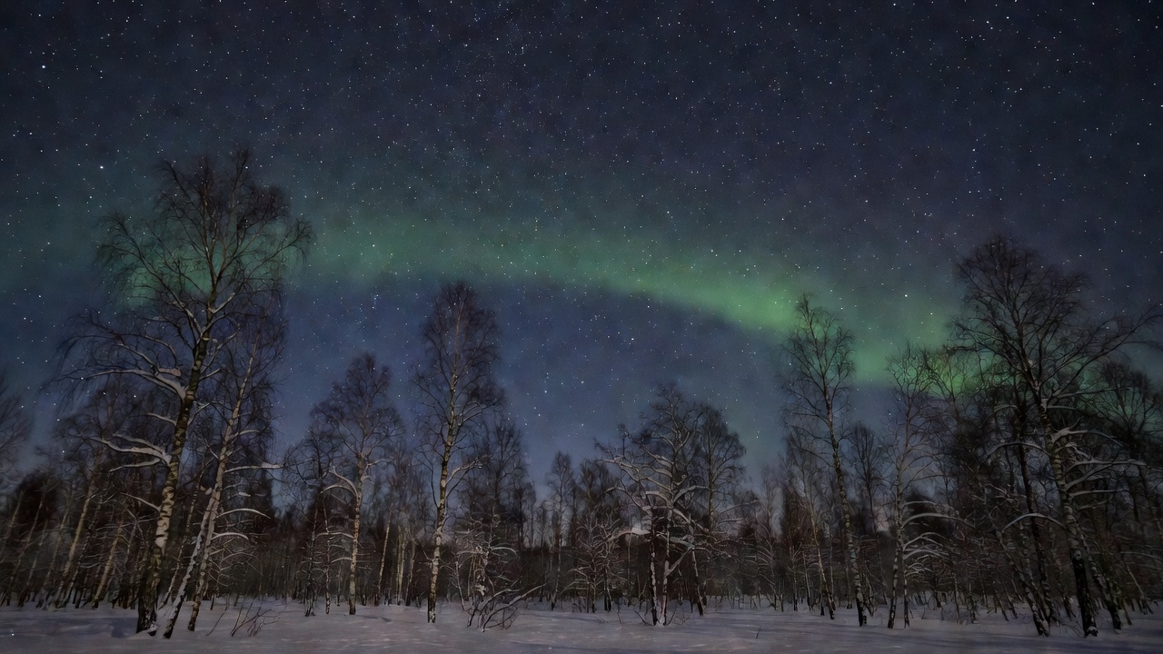 Documentary photograph of a realistic soft green aurora band stretching above dark snow-covered birches and starlit sky